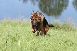 BERGER ALLEMAND 718